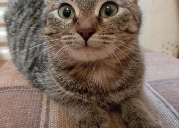 Отдам в добрые руки