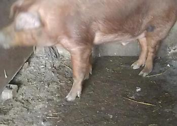 Авто село александровское ставропольский край. Смотреть фото Авто село александровское ставропольский край. Смотреть картинку Авто село александровское ставропольский край. Картинка про Авто село александровское ставропольский край. Фото Авто село александровское ставропольский край Авто село александровское ставропольский край. Смотреть фото Авто село александровское ставропольский край. Смотреть картинку Авто село александровское ставропольский край. Картинка про Авто село александровское ставропольский край. Фото Авто село александровское ставропольский край