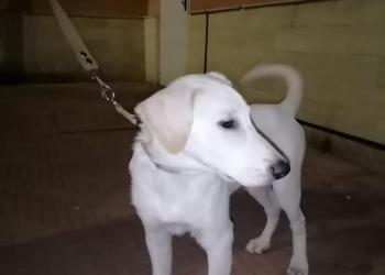 Продам лабрадора