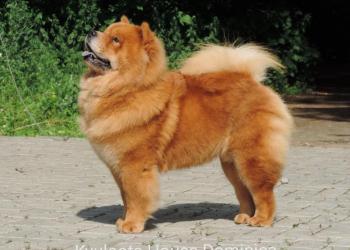 Чау чау щенки