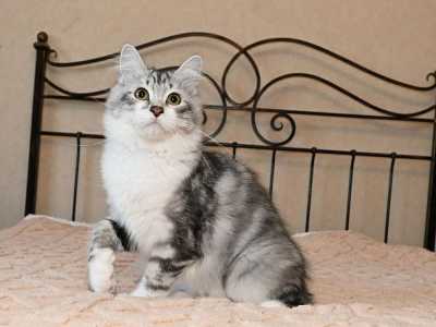 Сибирские котята