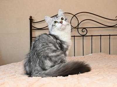 Сибирские котята
