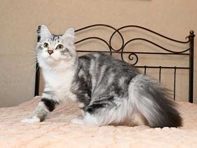 Сибирские котята