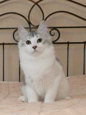 Сибирские котята