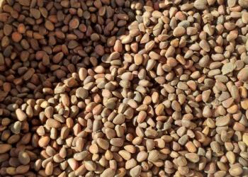 купим оптом кедровый орех в скорлупе