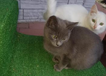 Котят в добрые руки.