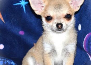 Девочка чихуахуа