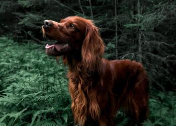 Ищу ирландского сеттера