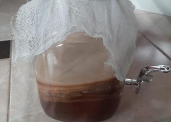 Чайный гриб