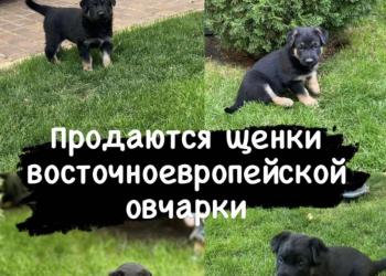 Продаются щенки ВЕО с родословной