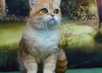 Котик ищет новый дом