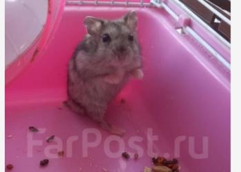 Хомячки джунгарики