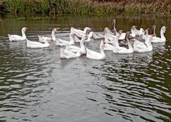 Холмогорские гуси