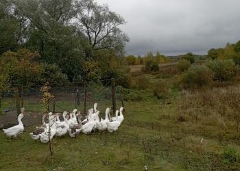 Холмогорские гуси