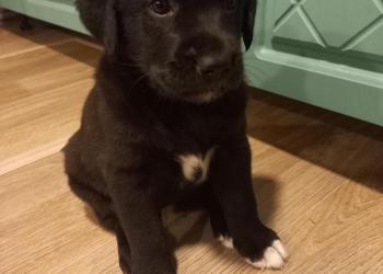 Отдам в хорошие руки