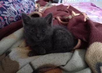 Отдам в хорошие руки