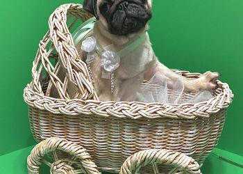 Мопсоprincess