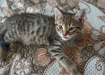 Отдам котенка