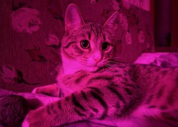 Отдам даром котенка