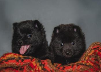 Щенки шипперке