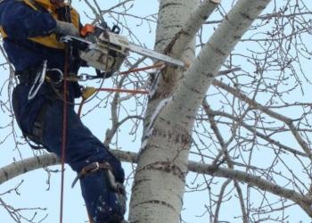 Спил деревьев