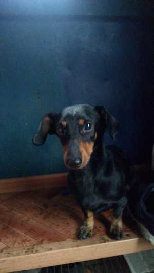 Собака в хорошие руки