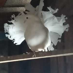 Продам голубей белые павлины