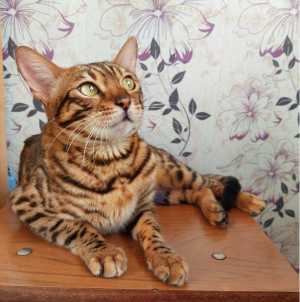 Кошка бенгал