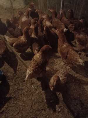 Продажа кур