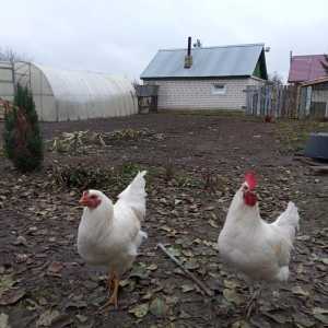 Продаются петушки!