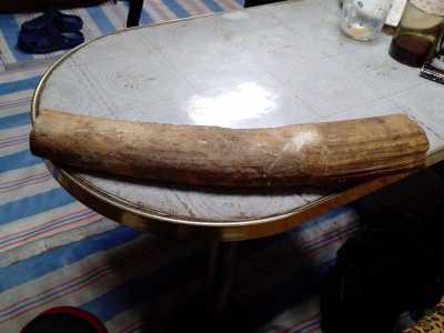 Продам клык моржа