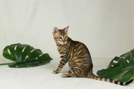 Девочка тойгер