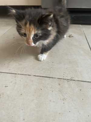 Котята мышеловки