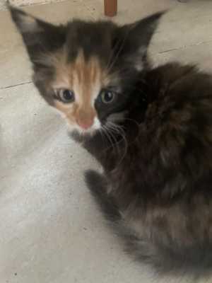 Котята мышеловки