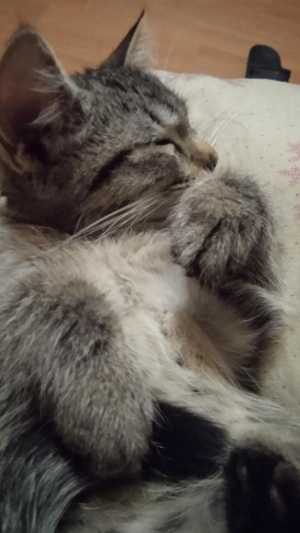 Кошечка Яся