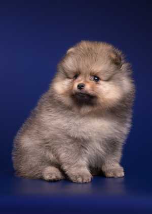 Щенок шпица