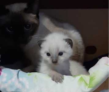 Тайские котята