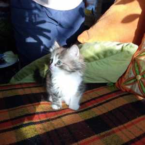 Котята в добрые руки.