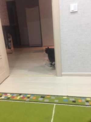 Продам кошку