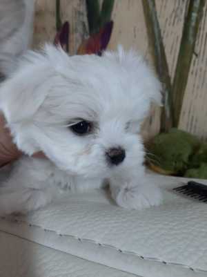Мини Мальтезе из Information_puppylove