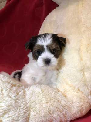 Щенки БИВЕР