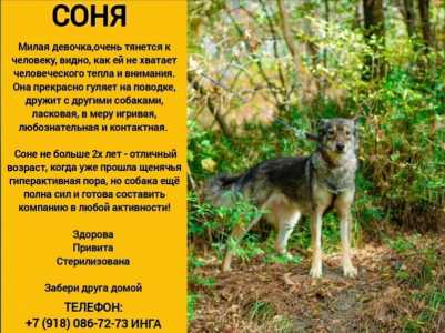 Соня в добрые ручки