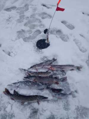 Свежая рыба щука