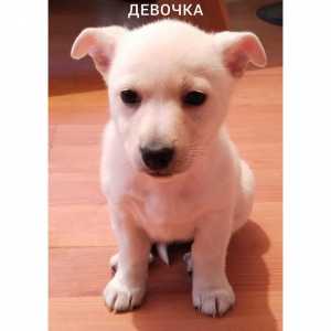 Отдам в добрые руки