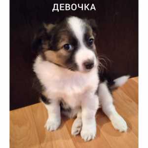 Отдам в добрые руки