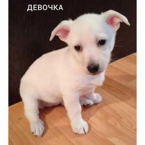 Отдам в добрые руки