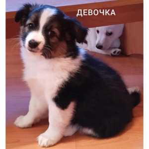 Отдам в добрые руки