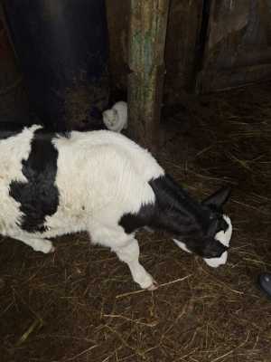 Телёнок бык