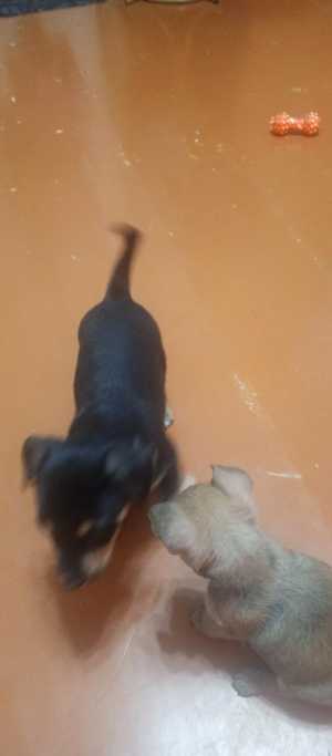 Отдам в хорошие руки