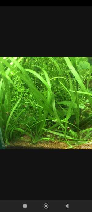 Валлиснерия прямая 5 розеток